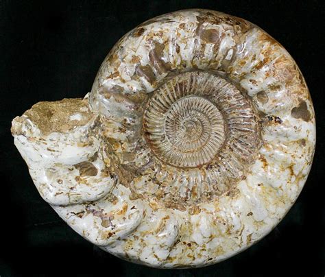 giant ammonite fossil for sale.